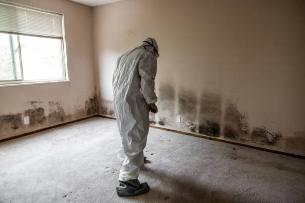 Best Health and Safety Mold Remediation in Waterville, ME